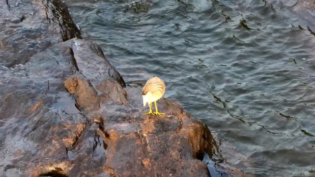 An isolated bird busy preening its wings on the rock in a river