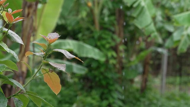 Slow-motion footage of cascading rain; a serene view of a waterfall amidst the rain and mist during the monsoon season.
