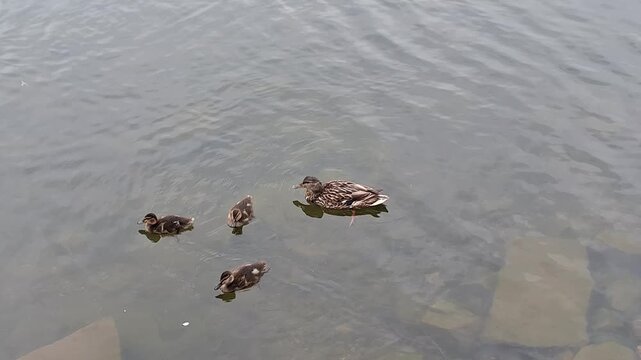 Video of a duck and ducklings on a lake in Romania