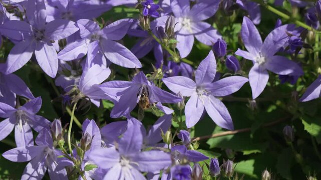 Bee pollen flowers foraging for nectar in a sunny garden capturing the essence of spring time nature and pollination activity