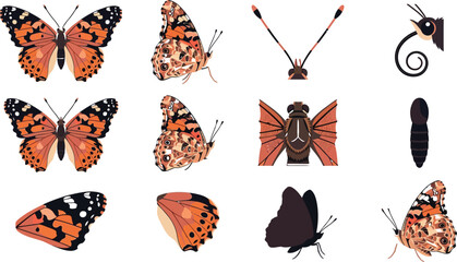 Scientific collection of painted lady butterfly anatomy showing wings, body parts, antennae, and black silhouettes © MDTOFIZUL