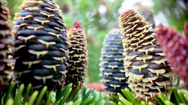 Immature blue and purple cones of the Abies koreana fir tree on a green background