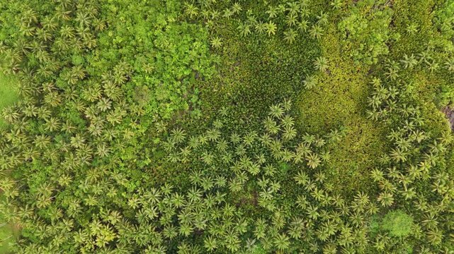 Stunning top-down drone shot of a vast and dense coconut palm tree plantation, showcasing a vibrant green canopy pattern of tropical agricultural forest stretching across the landscape.