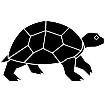 turtle vector illustration