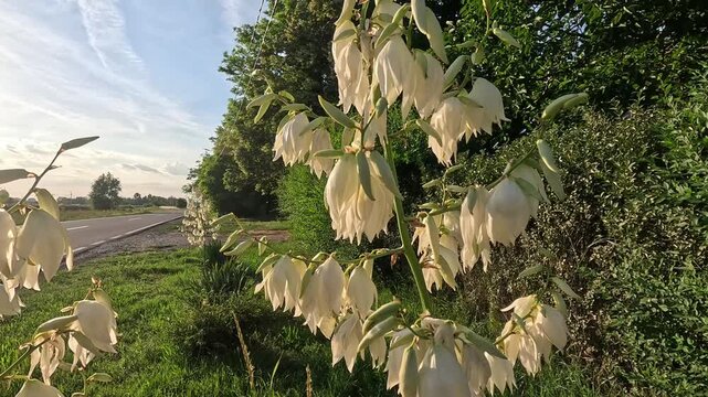 the large white flowers of the yucca growing on the roadside near the highway look beautiful against the backdrop of summer greenery