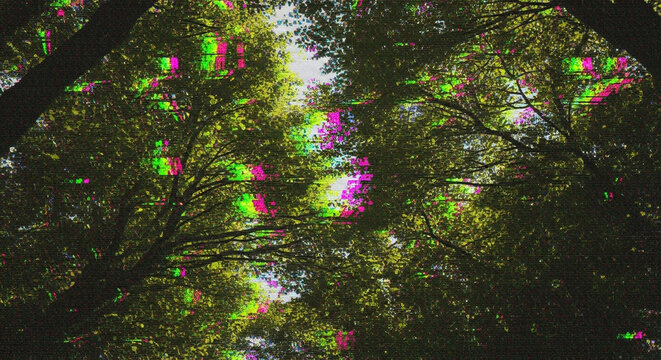 View of tree canopy with colorful glitch effect overlay