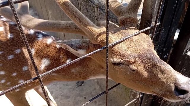 Spotted deer peers through metal bars at zoo enclosure