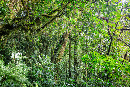 Urlaub im Regenwald von Costa Rica