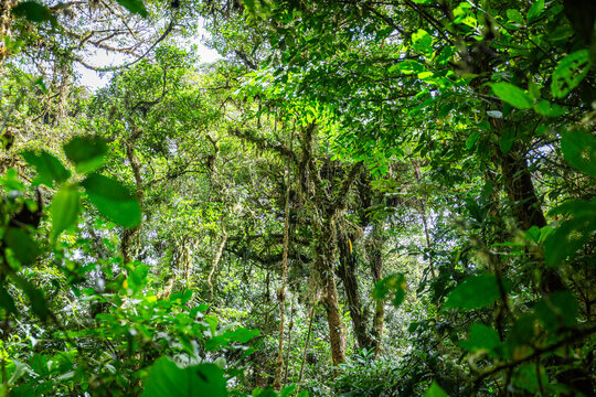 Urlaub im Regenwald von Costa Rica