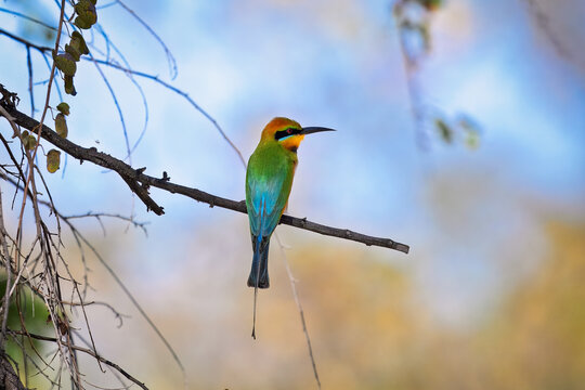 Australian rainbow bee-eater perched on a branch