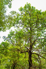 Fototapeta premium Low angle view of lush green trees in Kareri Lake forest under a bright overcast sky in Himachal