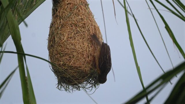Male Baya weaver bird  build its nest on a tree