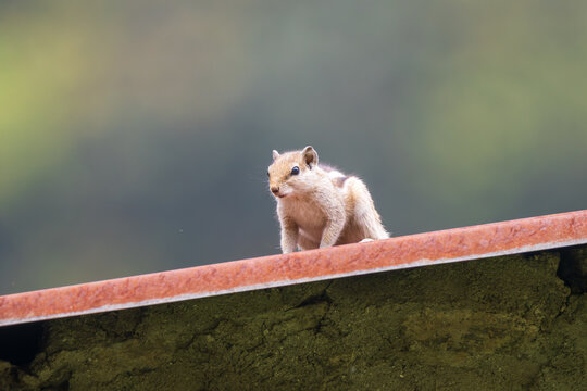 A Five-striped Palm Squirrel (Funambulus pennantii) perched on a rooftop, alert and observing its surroundings. This small, agile rodent is easily recognized by the five pale stripes running along its