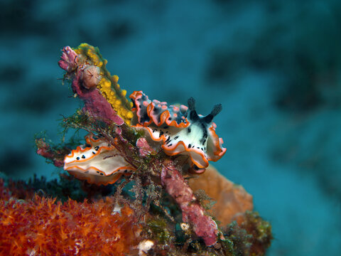 This striking marine gastropod. Close-up of the colorful nudibranch Dermatobranchus ornatus feeding on soft coral in Raja Ampat, West Papua, Indonesia