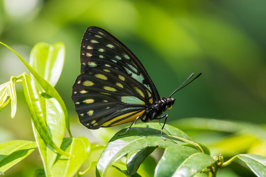 A beautiful butterfly resting on a fresh green leaf in its natural habitat. Captured in a peaceful moment, the image highlights the butterfly's delicate wings, intricate patterns, and graceful posture