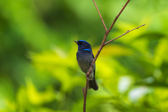 A Small Niltava (Niltava macgrigoriae) perched gracefully on a thin branch in its natural forest habitat. This attractive flycatcher is admired for its vibrant blue plumage.