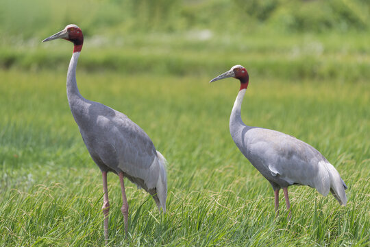 A pair of Sarus Cranes (Antigone antigone) standing together in a lush paddy field, showcasing their strong pair bond and elegant stature. As the world's tallest flying birds