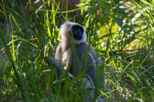 A Terai Gray Langur (Semnopithecus hector) resting peacefully in its natural forest habitat in the lowland Terai region of Nepal. This Old World monkey is known for its long tail, silver-gray coat