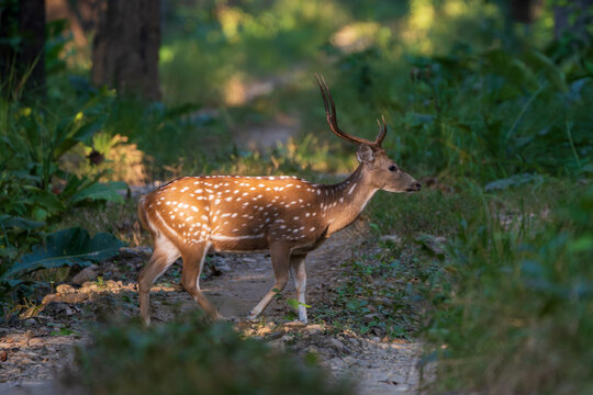 A Spotted Deer (Axis axis), also known as the Chital, carefully crossing a forest road in its natural habitat. This graceful deer is one of Asia's most recognizable ungulates