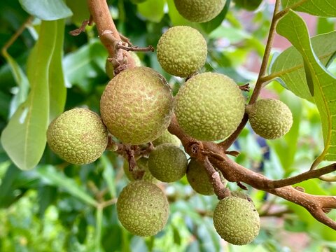 Unripe Green Longan Fruits Hanging on Tree Branch With Natural Leaves in Tropical Garden