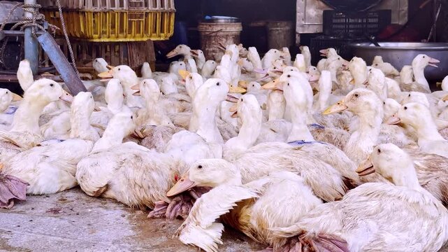 Live poultry for sale at an Asia market. Tightly packed geese awaiting slaughter