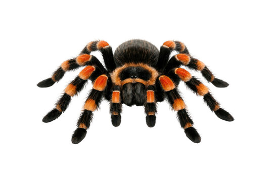 Tarantula spider macro photo, orange and black striped hairy arachnid, wildlife close-up for nature education and science isolated PNG with Transparent Background