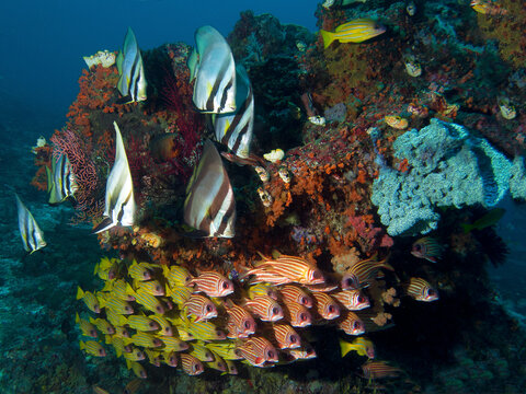 Thriving schools of tropical reef fish gather around a coral bommie at the famous Blue Magic dive site in the Dampier Strait, Raja Ampat, Indonesia.