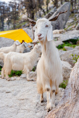 Fototapeta premium White Goat Standing in Rocky Mountain Landscape at Kareri Lake Dharamshala in a Natural Scenic Style