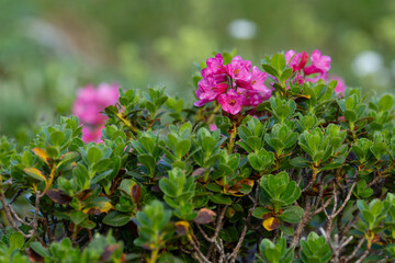 Obraz premium Magenta blooming hairy alpenrose (Rhododendron hirsutum), found at Zugspitzplatt in the Bavarian Alps in Germany