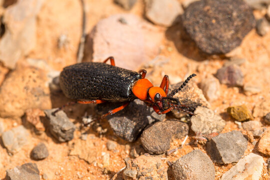 A desert blister beetle or master blister beetle, Lytta magister, endemic to southwestern North America, and seen here in the Valley of fire State Park, Nevada, USA.