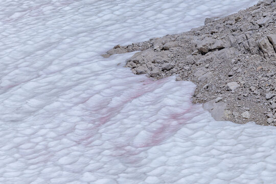 Snow Algae (Chlamydomonas nivalis) Blooms in Alpine Landscape, found at Zugspitzplatt in Bavarian Alps in Germany