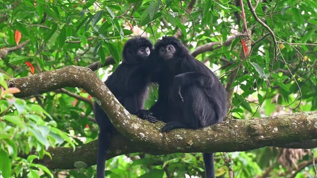 Close-up of two black Javan langurs interacting intimately while perching together in the tropical forest canopy.