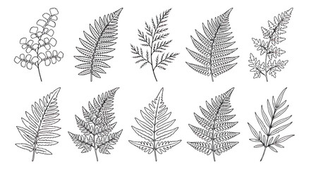Minimalist fern leaf line art collection, set of 10 botanical vector illustrations, black and white tropical foliage sketches for wedding stationery © Muhammad Sajjad