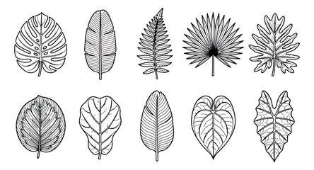 Tropical leaf line art collection, set of 10 black and white botanical vector icons, minimalist jungle foliage illustrations for modern branding © Muhammad Sajjad