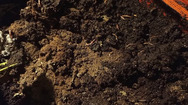 Close-up view of organic soil and compost mixture inside red container filled with many live composting red wiggler earthworms during vermicomposting process for sustainable farming fertilizer