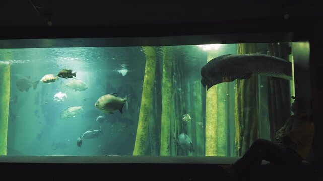 Man watching giant arapaima and exotic fish in a large aquarium