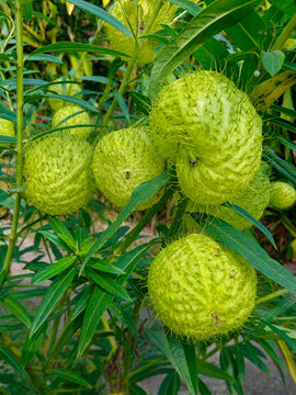 Spiky green seed pods of Gomphocarpus physocarpus balloon plant growing in nature