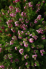 Fototapeta premium Every morning when I walk in the park, I come across beautiful flowers; even after the rain last night, they look fresh and lovely.