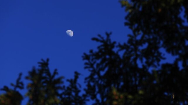 Waxing gibbous Moon with tree silhouettes on a daylight blue sky.
