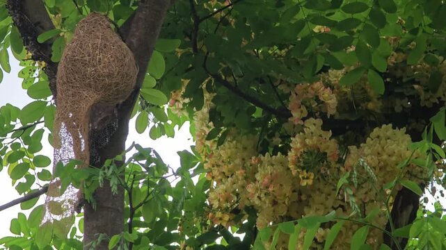 Bird nests and wasp nest on tree.