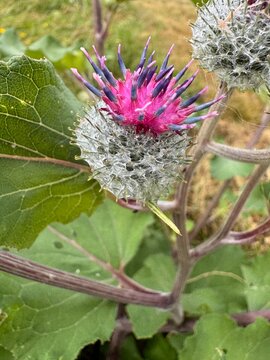Macro shot of pink woolly burdock flower blooming on wild green plant