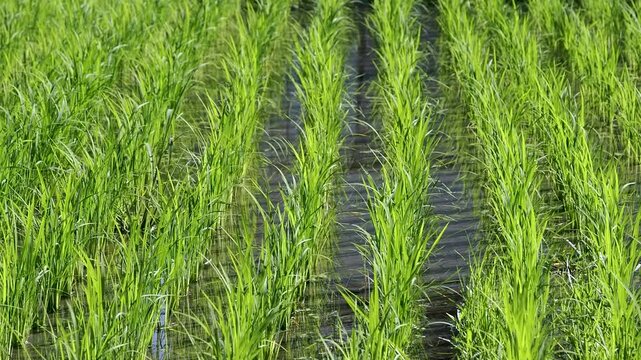 風に揺れる水田の苗