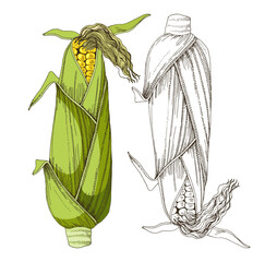 Obraz premium Corn cobs hand drawn vector illustration