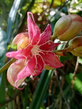 Close up of pink simpur flower dillenia blooming with buds in tropical forest 
