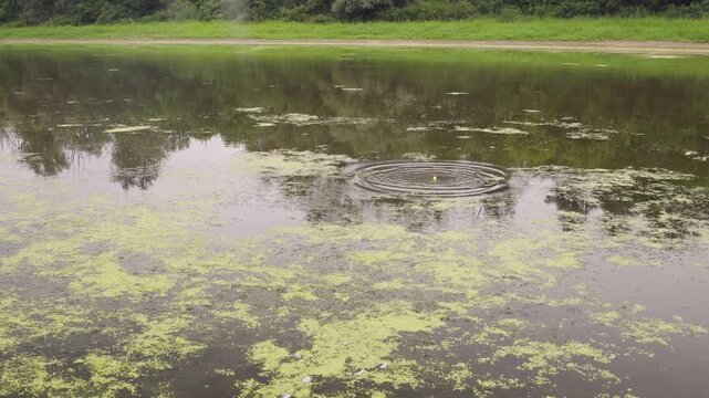 Fishing bobber falling into the river water with a splash and creating ripples. Calm river with green algae and trees reflection, angling concept.