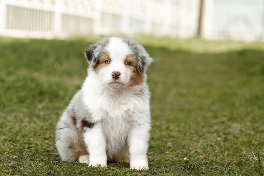  A cute blue merle Australian Shepherd puppy (Aussie dog) with blue eyes sits frontally on green grass outdoors. Sweet, soft pet portrait, ideal for commercial ads, banners and calendars