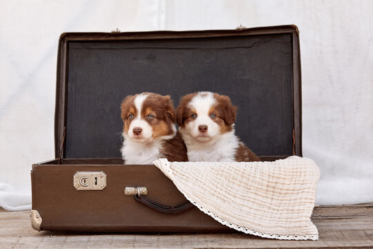   Two cute red Australian Shepherd (Aussie) puppies sitting in an open vintage suitcase. Studio portrait reflecting travel or adoption concept. Warm, tender mood for greeting cards and pet food ads