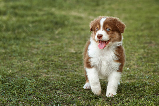  A happy red Australian Shepherd puppy (Aussie dog) with blue eyes stands on grass with an open mouth and pink tongue out. Joyful summer outdoor pet portrait, perfect for banners and pet food ads.