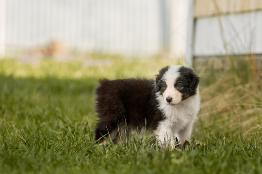 Cute tricolor Australian Shepherd puppy (Aussie dog) stands on green grass outdoors. Soft, bright summer portrait in a kennel, ideal for commercial pet food banners and veterinary advertisement