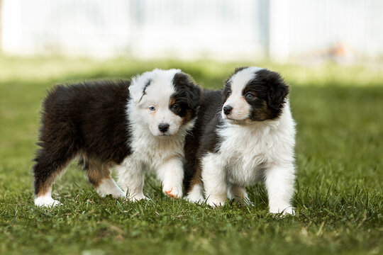  Two adorable tricolor Australian Shepherd puppies (Aussie) stand on green grass in a kennel yard. One puppy has striking heterochromia. Curious and playful gaze, reflecting a cheerful mood, ideal for